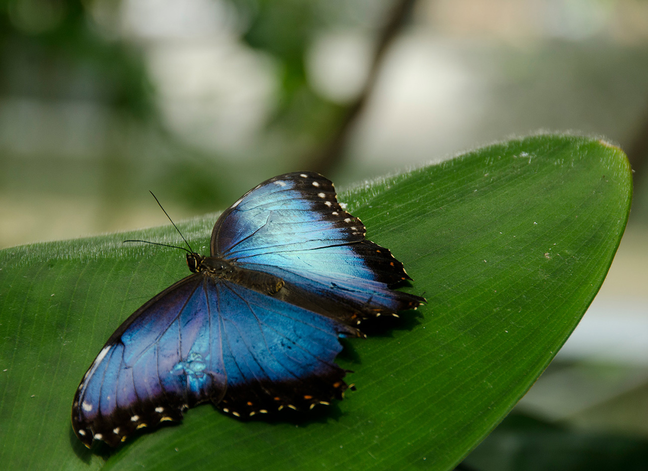 Butterfly-Series2_Web.jpg