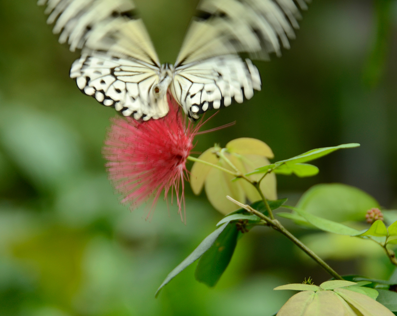 Butterfly-Series10_Web.jpg