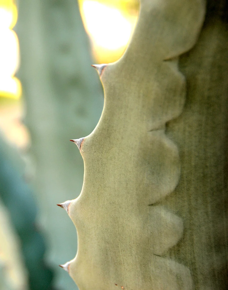 Trams-Cactus-III_Web.jpg
