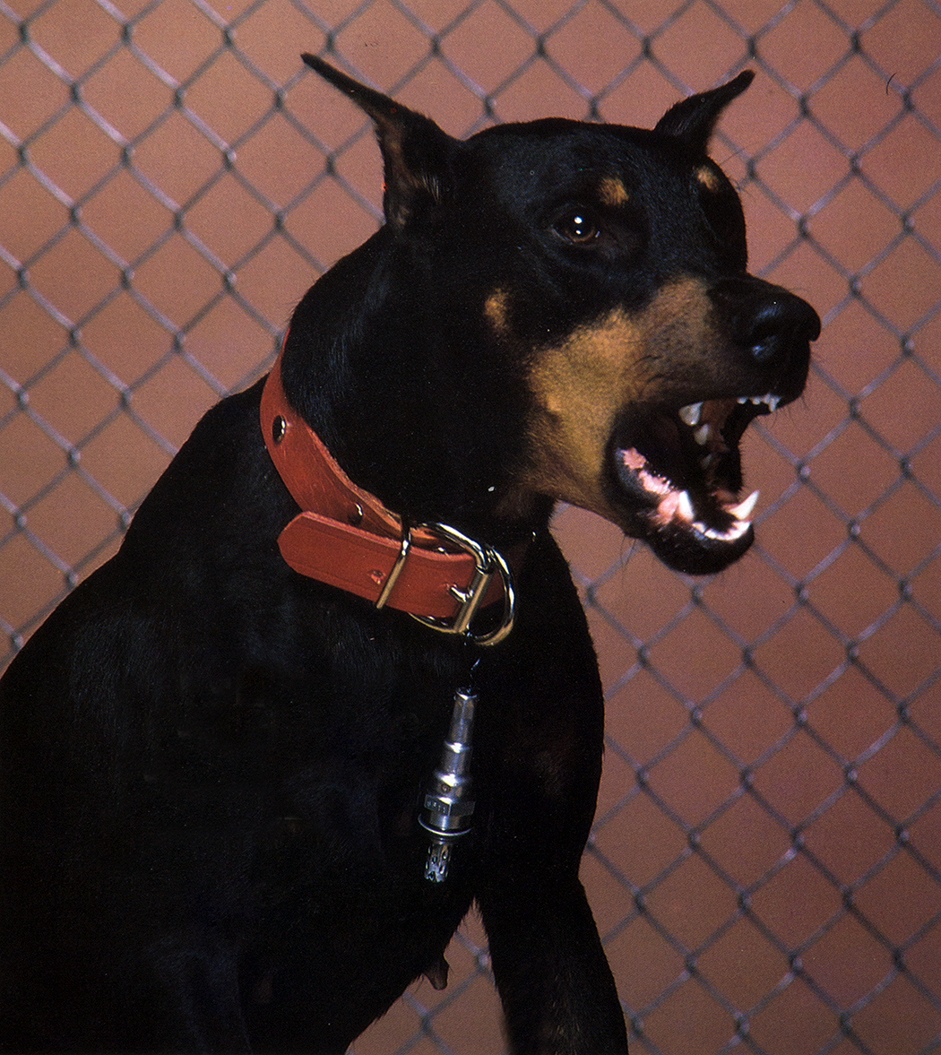 Guard Dog - Magazine Cover