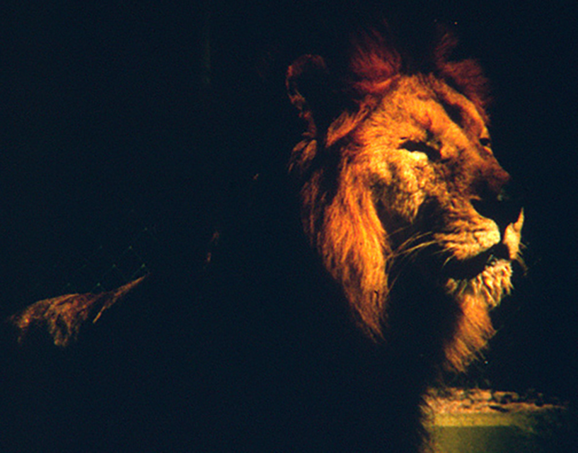 LionatSunset.png