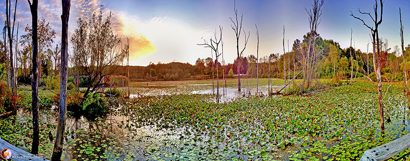 Beaver Pond - CVNP