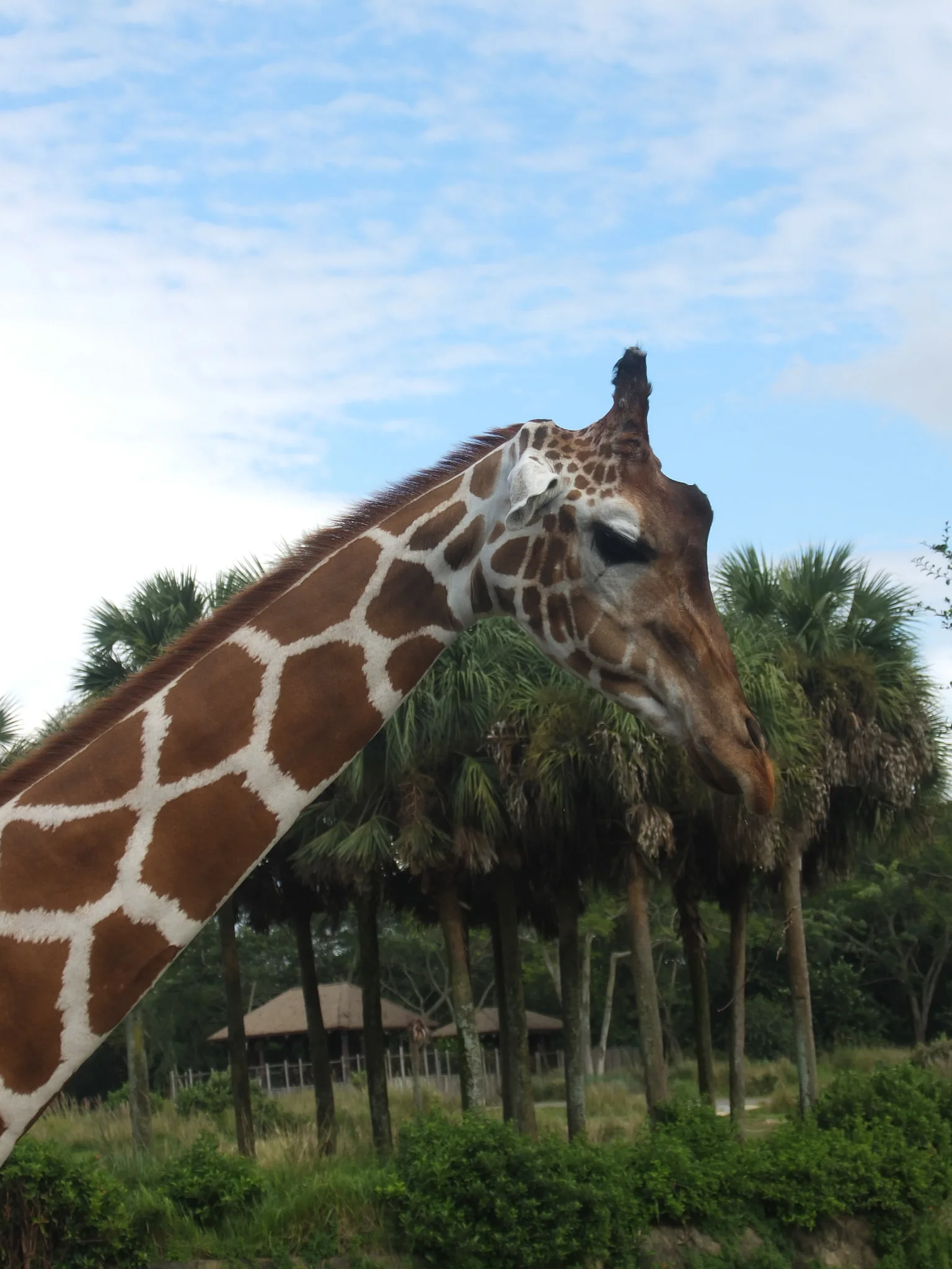 giraffe.jpg