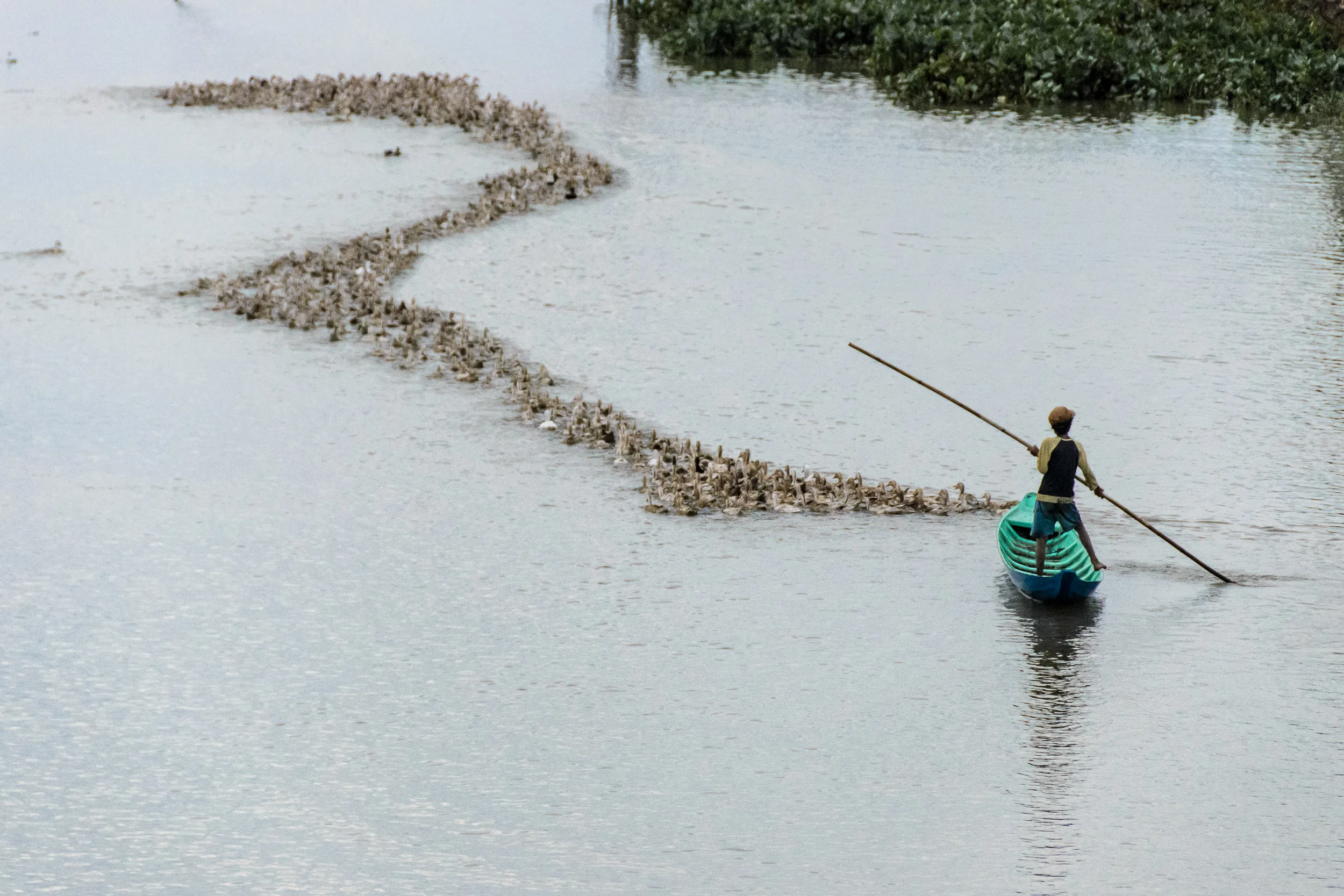 Duck farmer, Châu Đốc, Vietnam