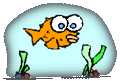 hd_conden_goldfish.gif