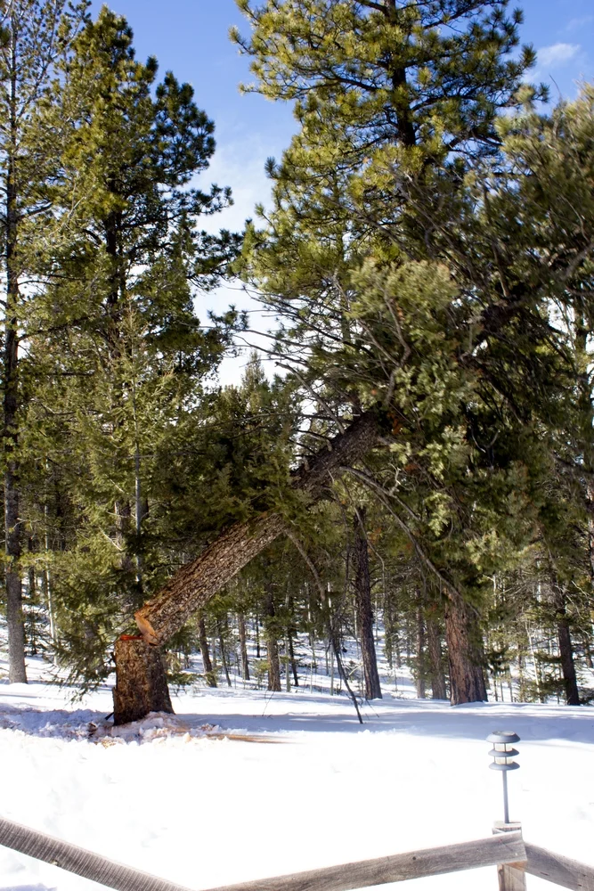 Properly Cutting Down a Tree in Your Yard