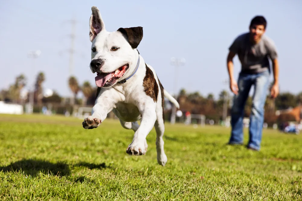 Top Three Dog Training Tips