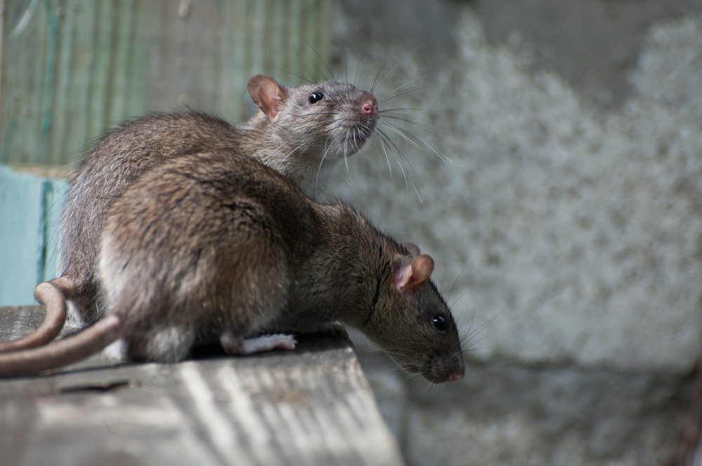 Wallside-windows-rodents.jpg
