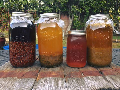 Our witch hazel shown here on the far left