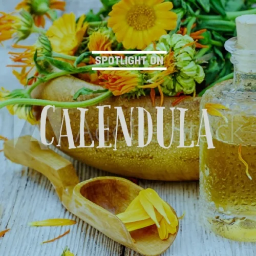 Calendula for ig.jpg
