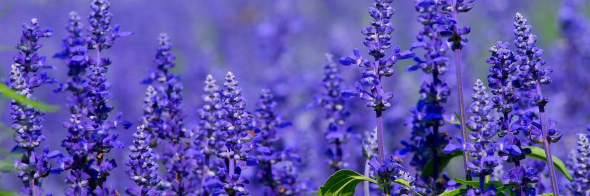 lavender.jpg