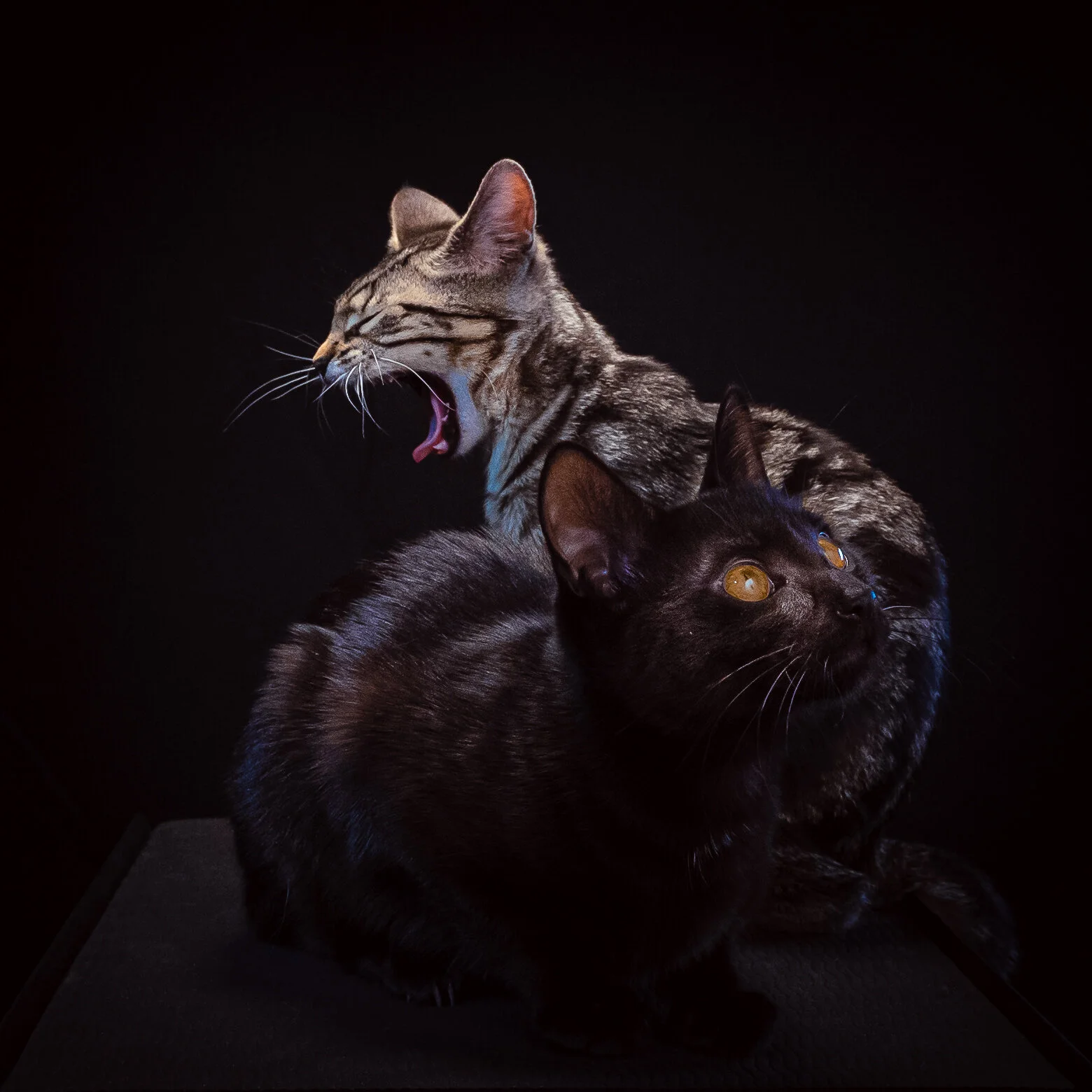 STUDIO CAT PORTAIT -1.jpg