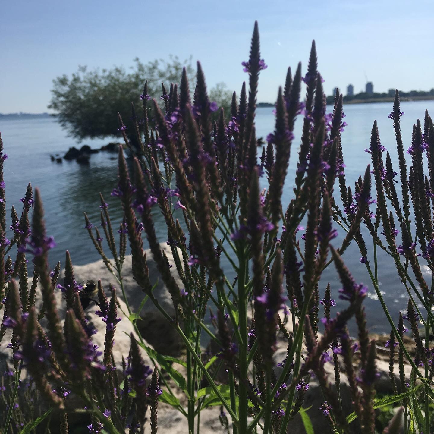 P l a n t  M e d i c i n e / /⠀
⠀
I came to know and now love Blue Vervain through my friend and colleague @among_the_wildflowers Exploratory Herbal Mentorship course. This plant has the capacity to both ground in the creative process, and clear out 