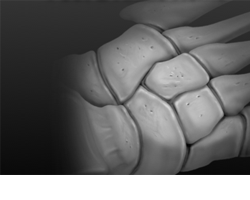 Foot & Ankle Products