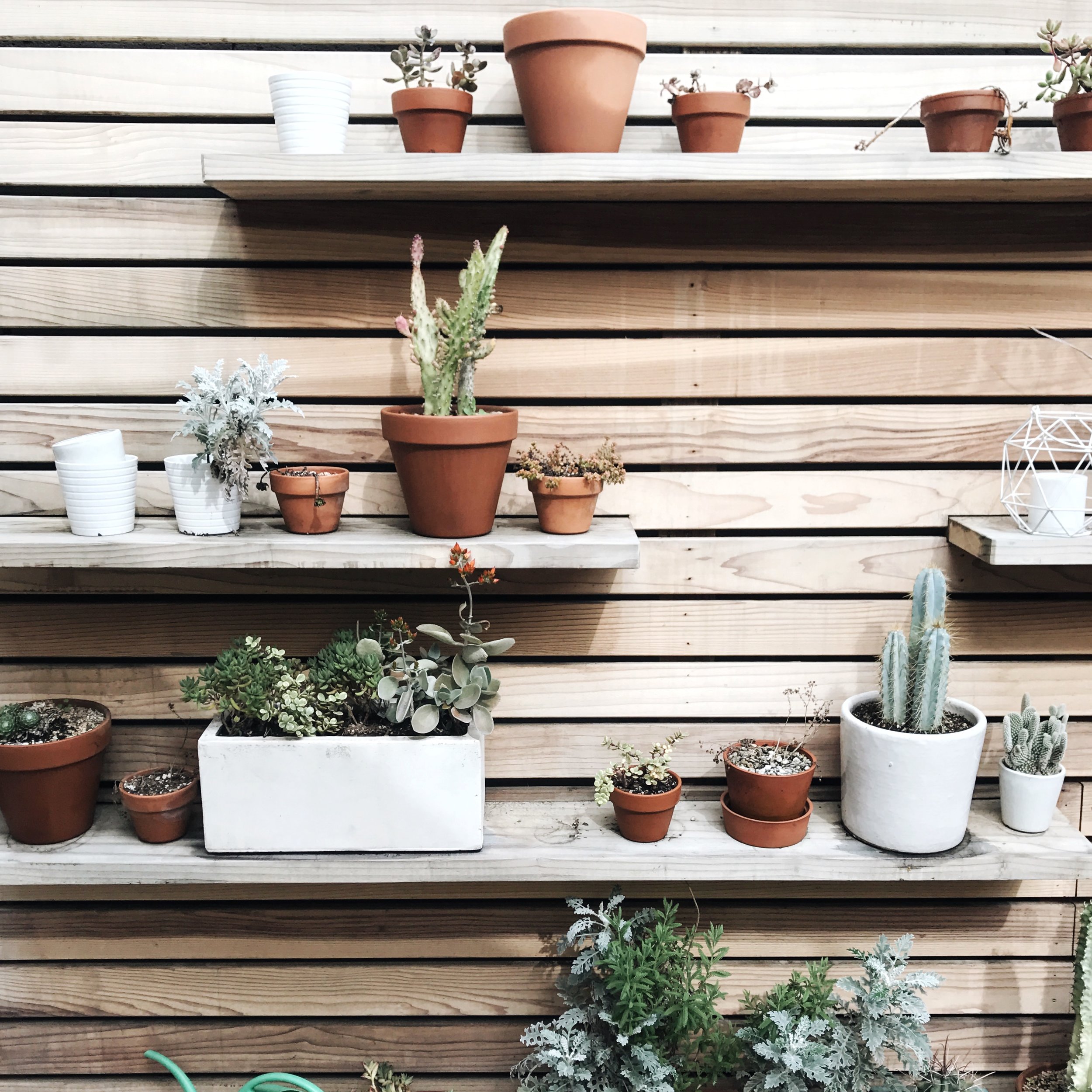 Assembly coffee's backyard succulent garden!