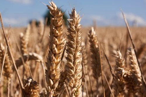 cereal+farming.jpg