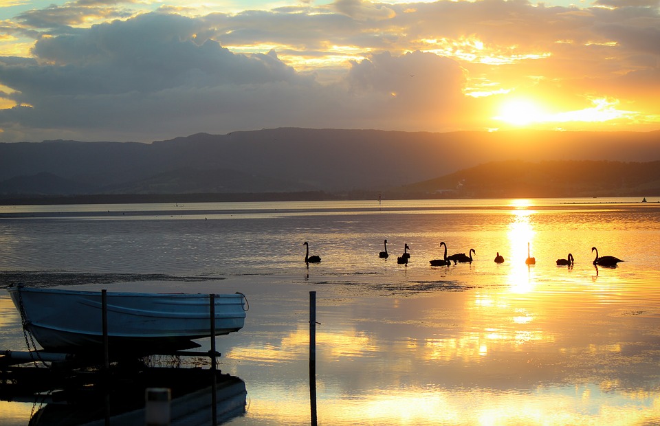 Lakeillawarra-Swan-Tranquility-Sunset-Boat-Relax-1990032.jpg