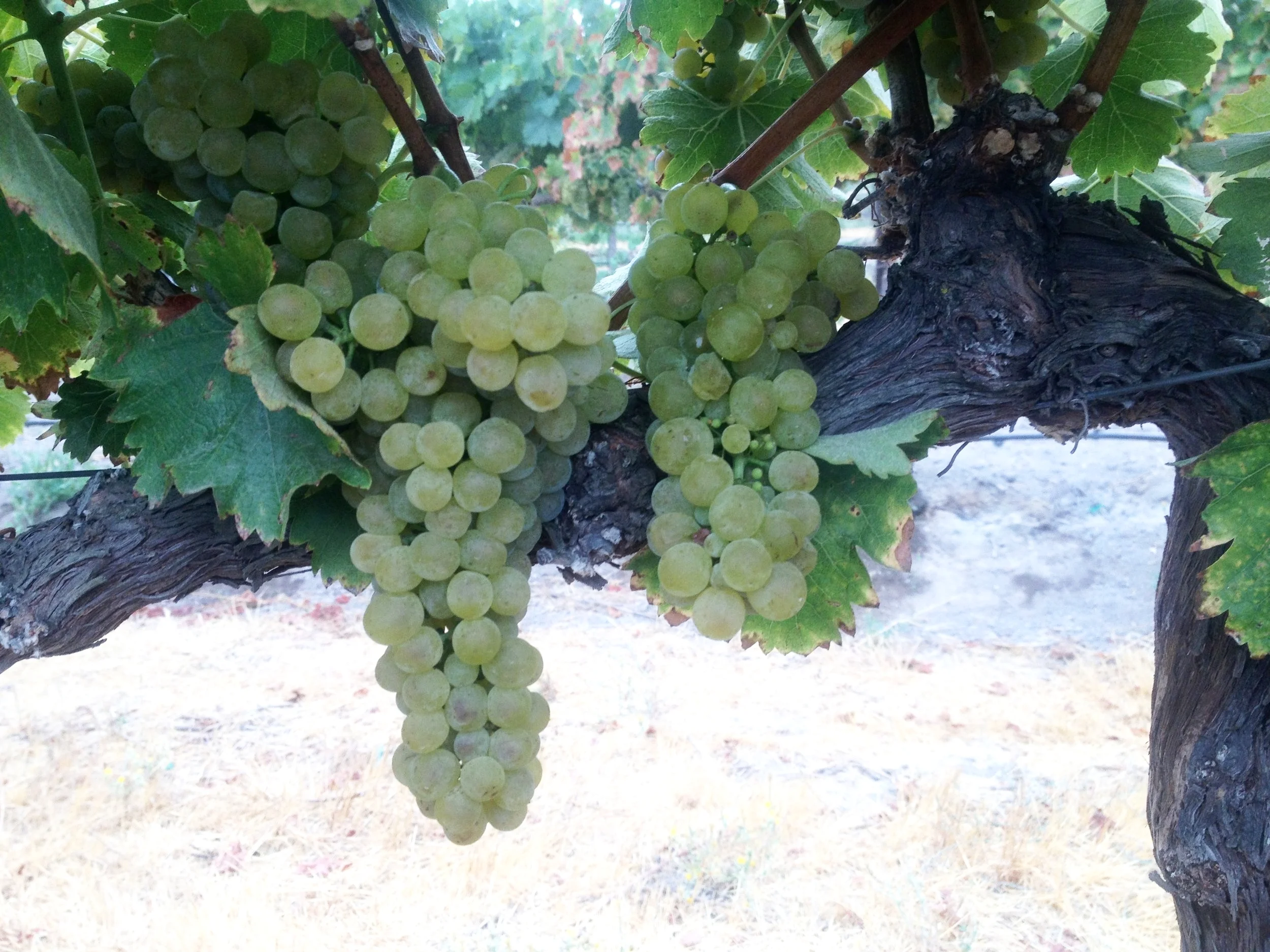 Photo 14 fruit viognier.JPG