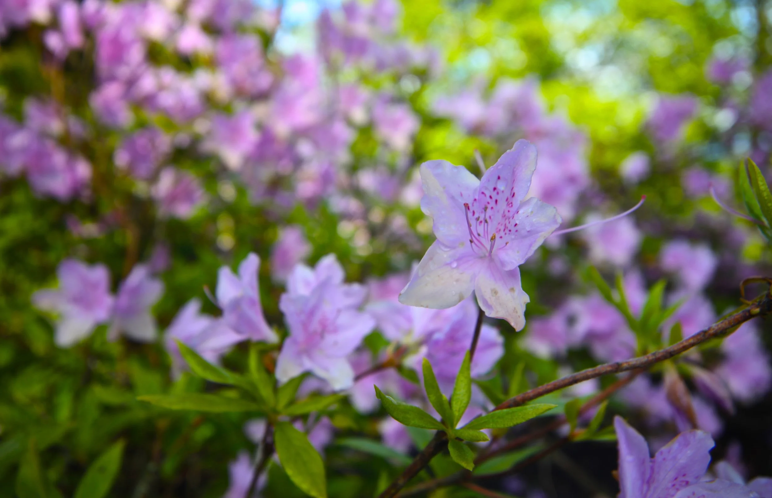 Royal Botanical Gardens Arboretum Place, Edinburgh EH3 5NZ, United Kingdom