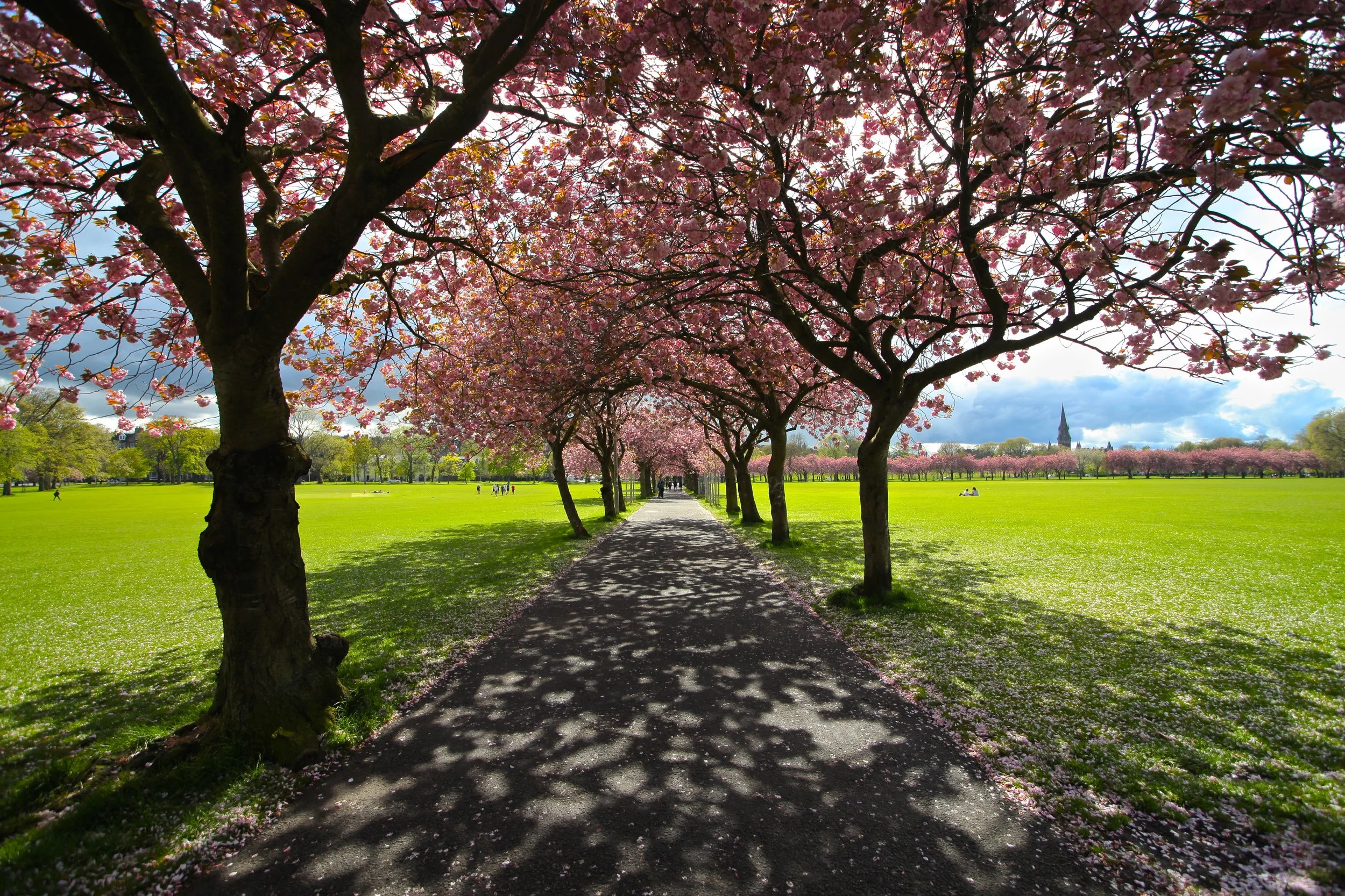 Cherry Blossoms in the Meadows Jawbone Walk, Edinburgh EH3, UK