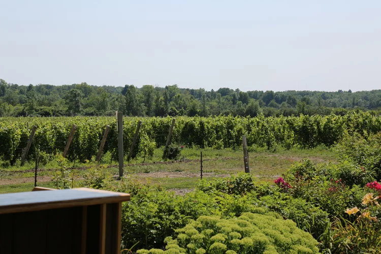 Closson+Vineyard-4.jpg