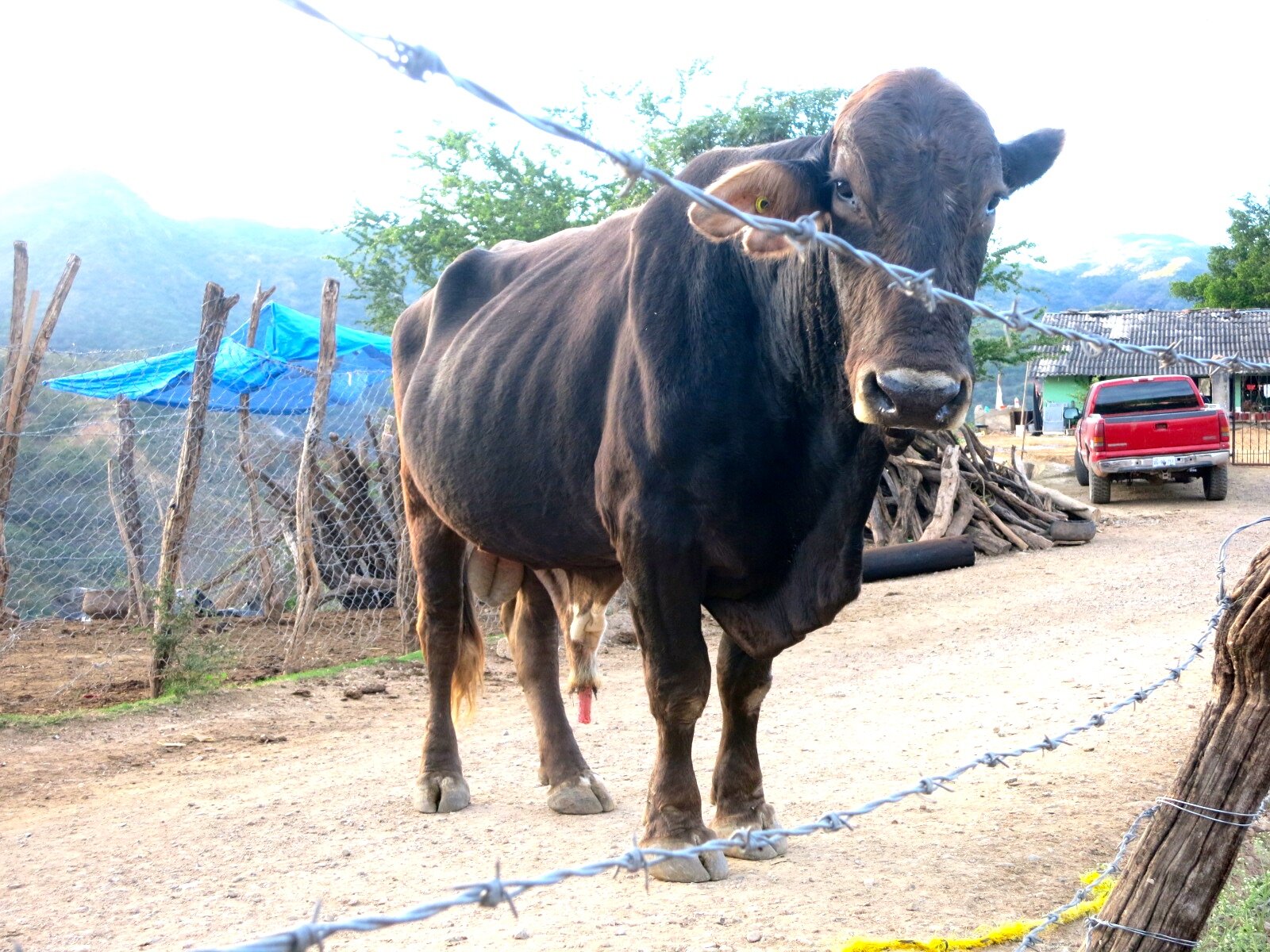 THE INSEMINATOR | La cría de ganado es un gran negocio local.