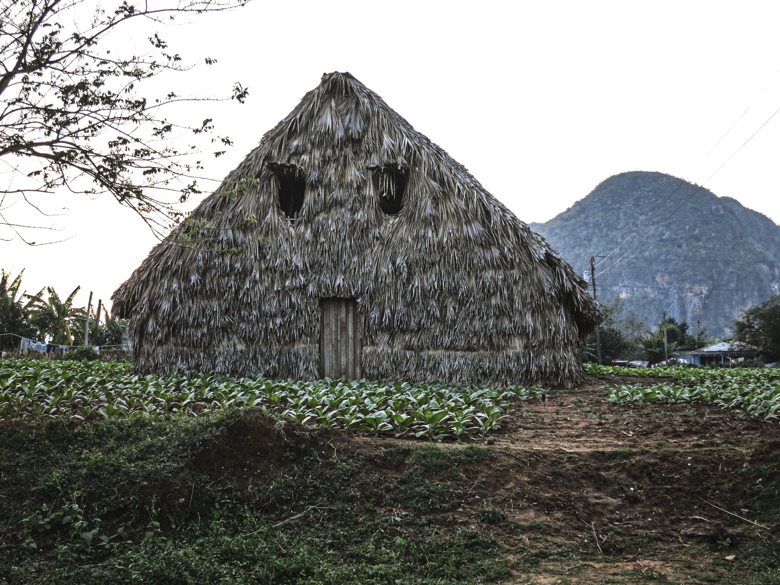 VINALES | Tobacco-drying hut