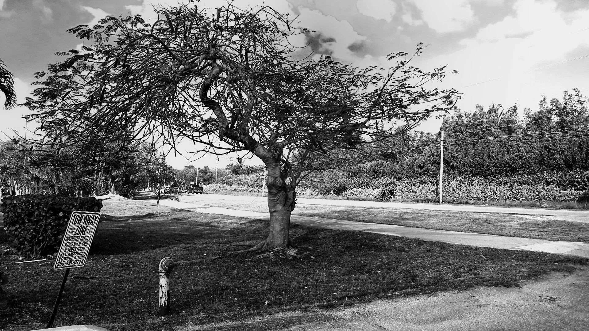 KEY LARGO | Moody tree