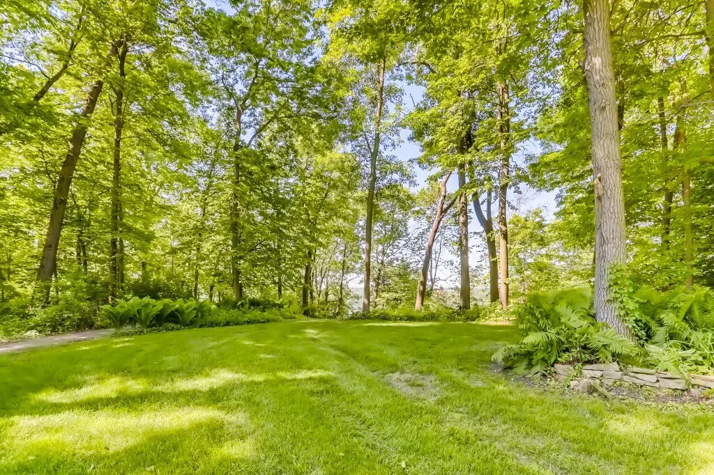 39 Back Yard.jpg