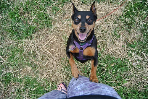 how-to-stop-your-dog-from-jumping-up.jpg