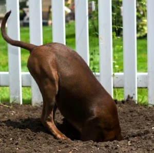 digging-dog.jpg