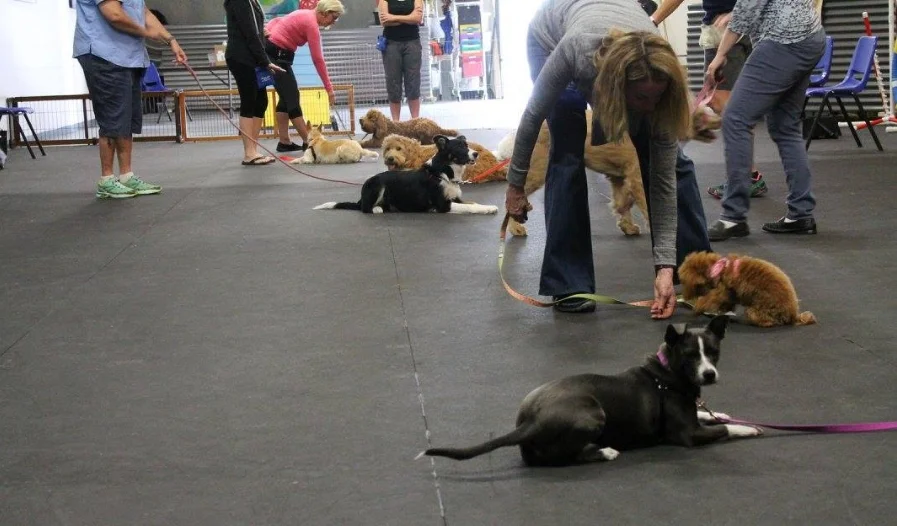 malaseb shampoo guinea pig