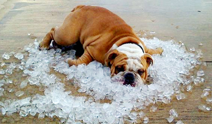 I think we have all felt like this at some point during the summer months. :)