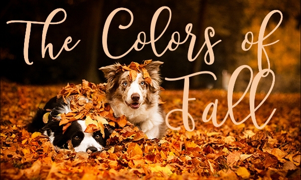 ColorsOfFall.jpg