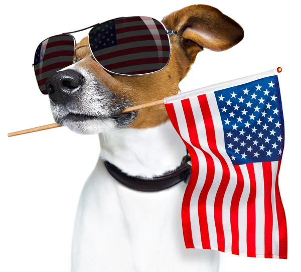 foxterrier_4thofJuly.jpg