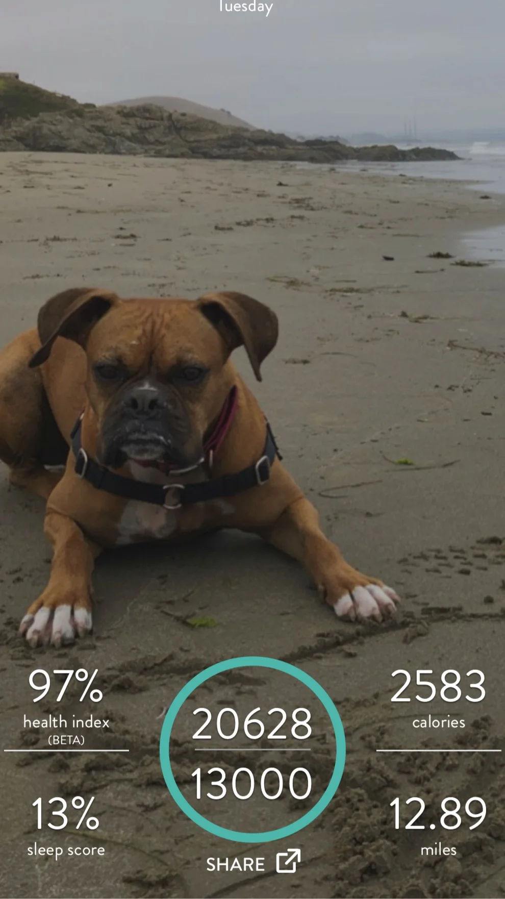 Screen capture from Izzi’s FitBark.
