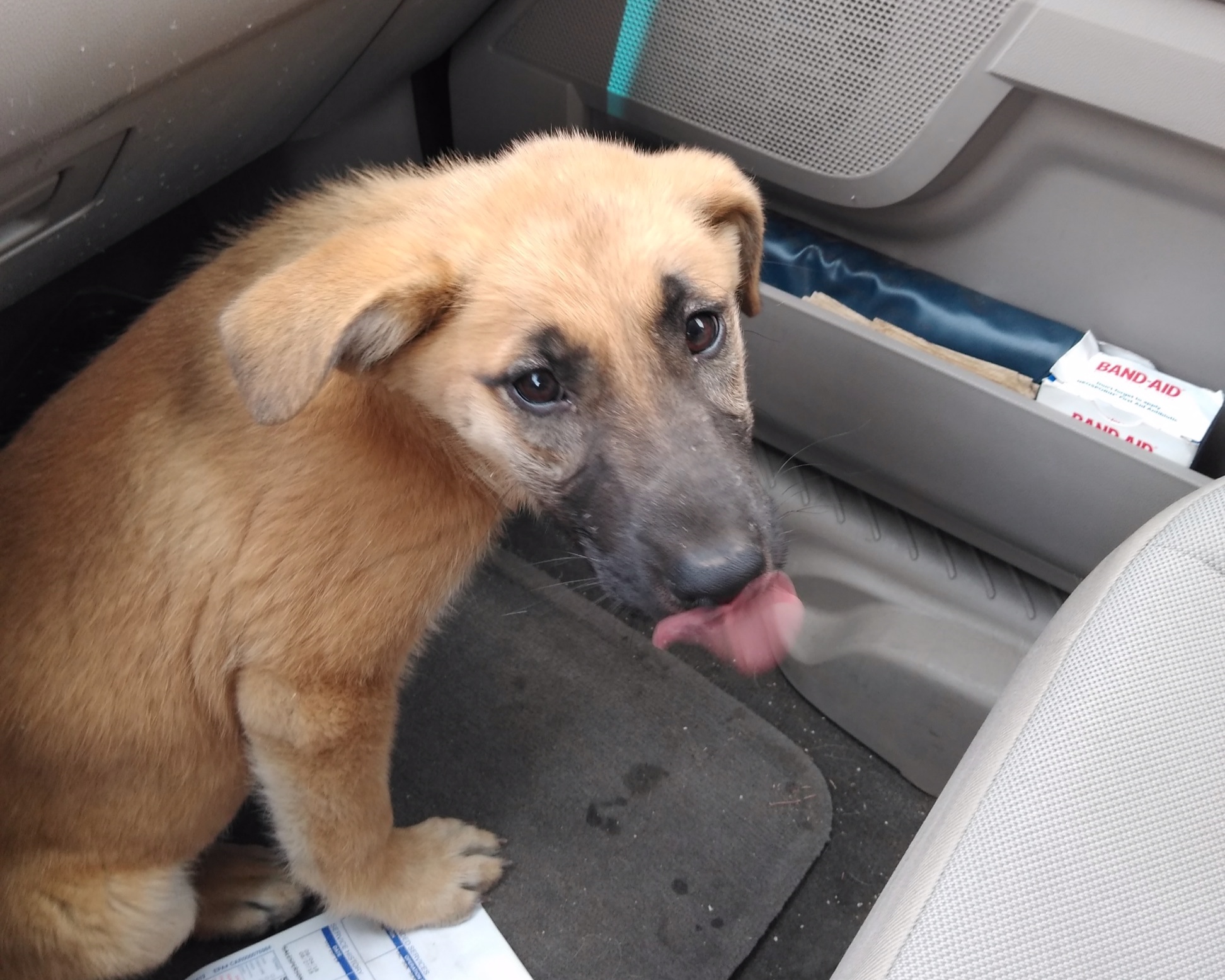 Sky, the day she was picked up off the side of the road by a kind samaritan.