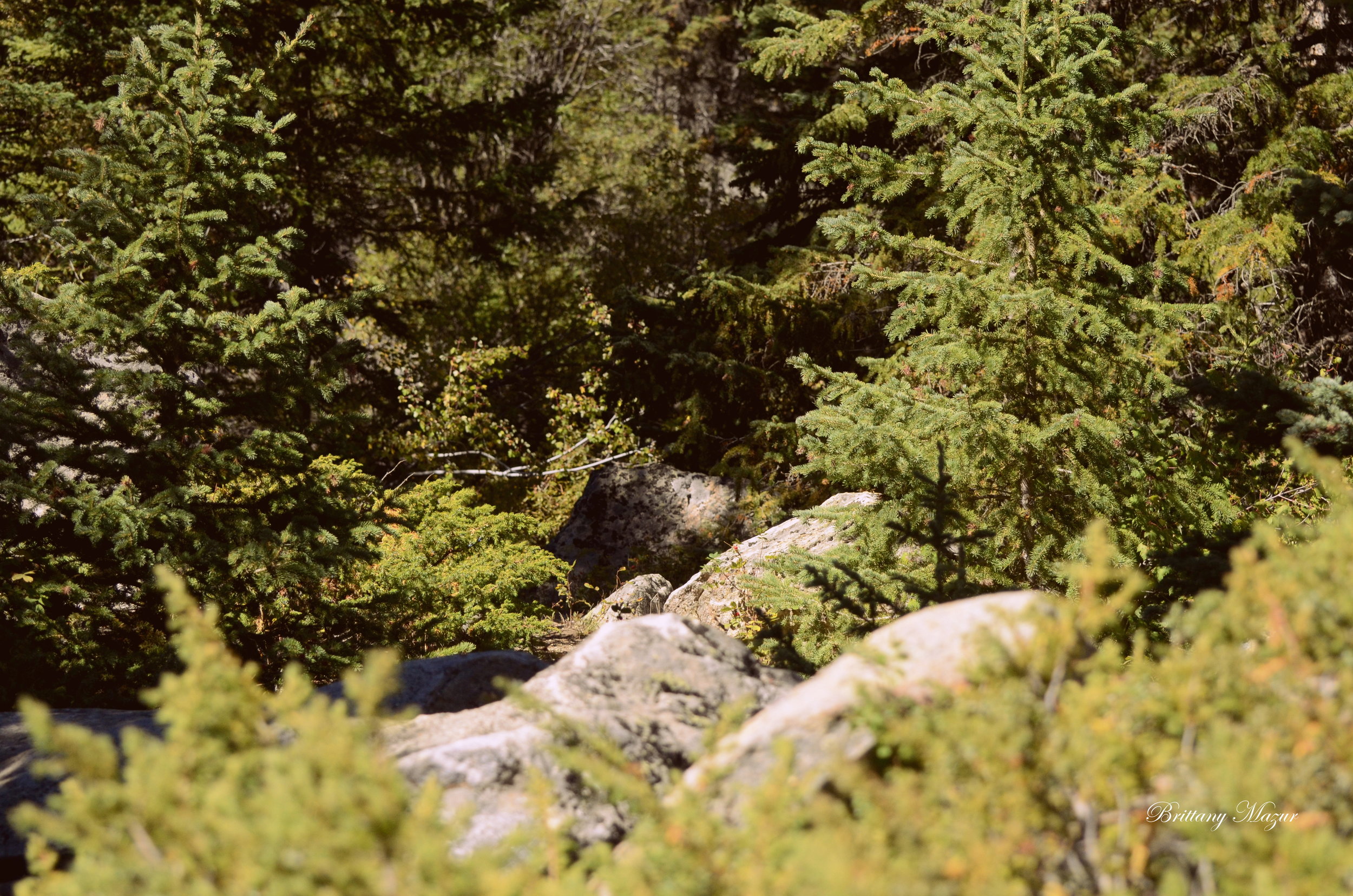 _DSC1493.JPG