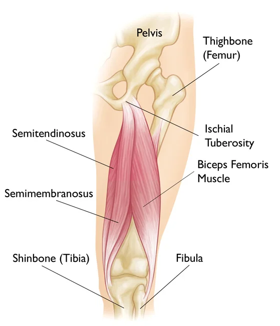 Hamstring Complex Anatomy