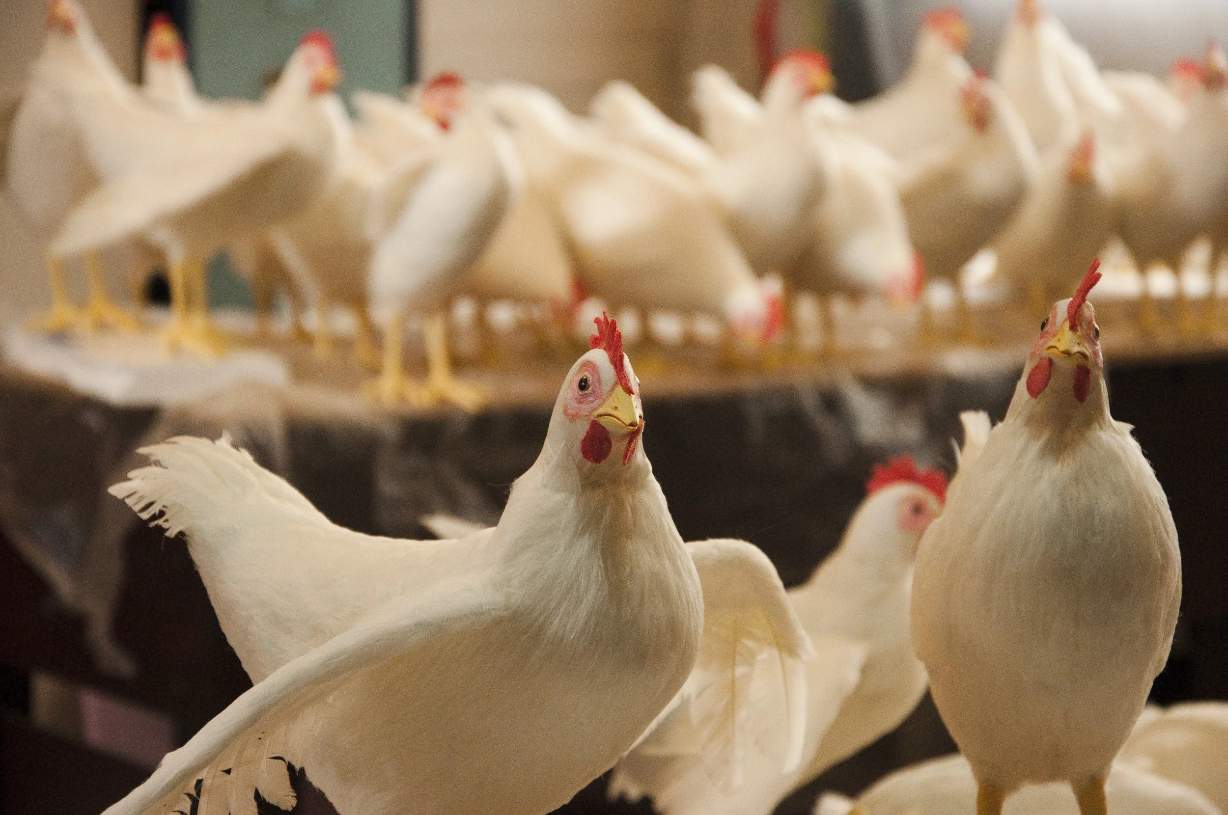 Chickens-001.jpg
