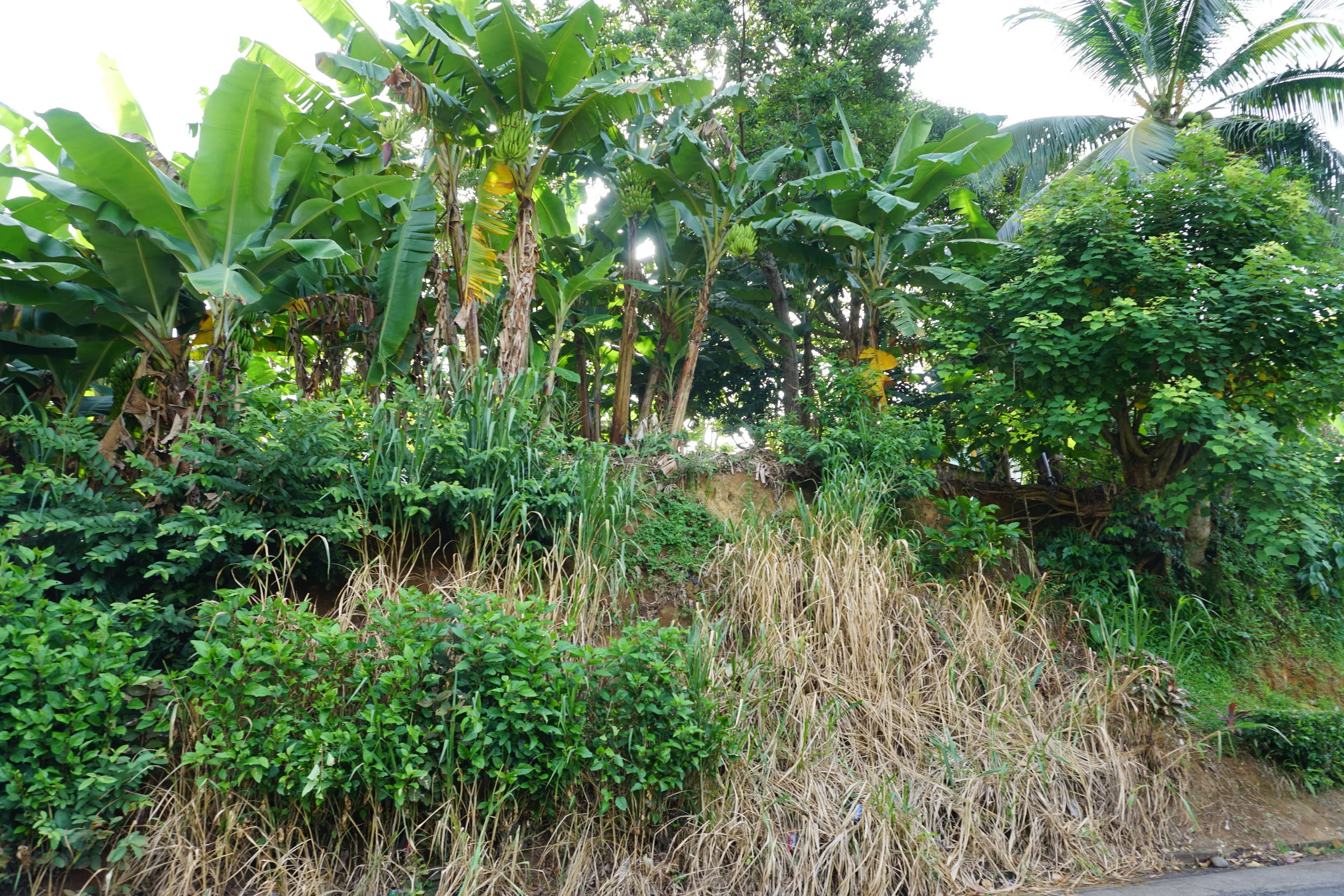 Country #10 – Dominica