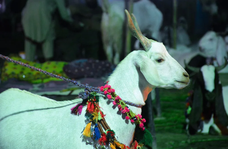 goats--50.jpg