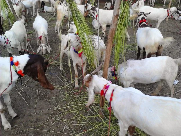 GoatsEid-ul-Adha-2016.jpg