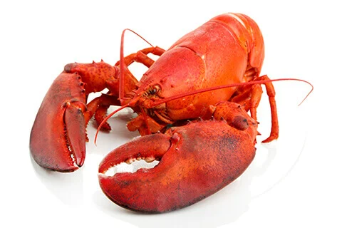lobster.jpg