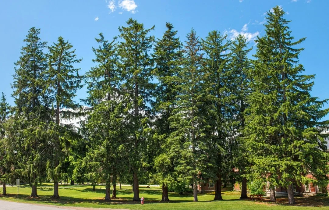 Grovetrees.jpg