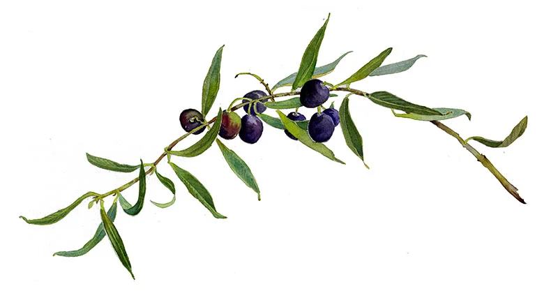 obranch008.jpg