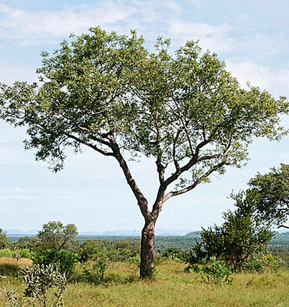 park-tree.jpg