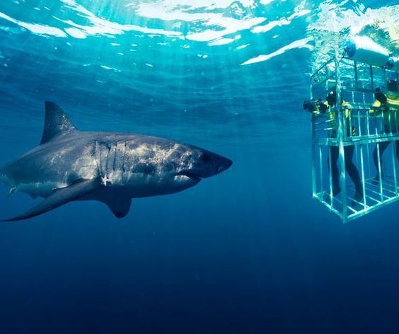 Shark diving in Cape Town. {Image borrowed from Pinterest}