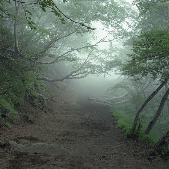 Aokigahara Forest, Japan. {Image borrowed from Pinterest}