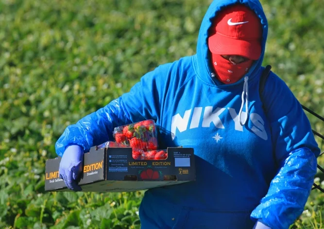 Interview with Andrew & Williamson